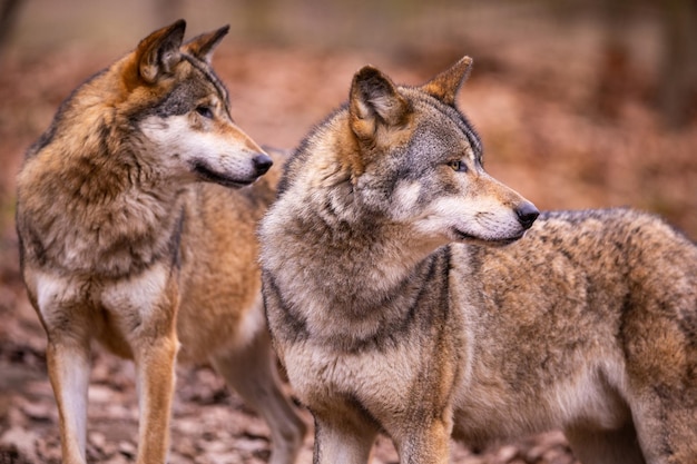 Eurasian wolf in white winter habitat,. Beautiful winter forest. Wild animals in nature environment. European forest animal. Canis lupus lupus.