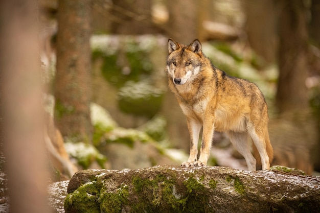 Eurasian wolf in white winter habitat,. Beautiful winter forest. Wild animals in nature environment. European forest animal. Canis lupus lupus.