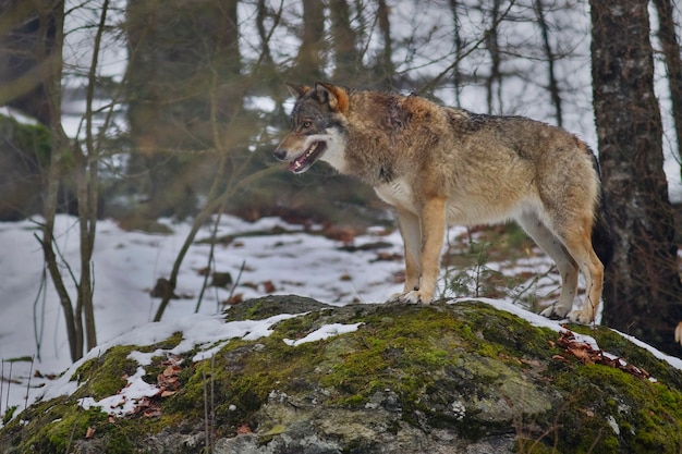 Eurasian wolf in white winter habitat