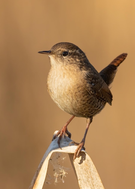 Eurasian wren Troglodytes troglodytes Closeup of the bird background blurred