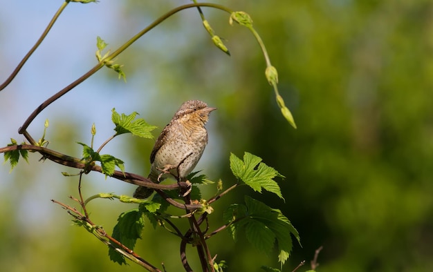 Eurasian wryneck Jynx torquilla A bird sits on a branch of a bush