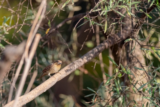 Eurasian wryneck (Jynx torquilla) Malaga, Spain