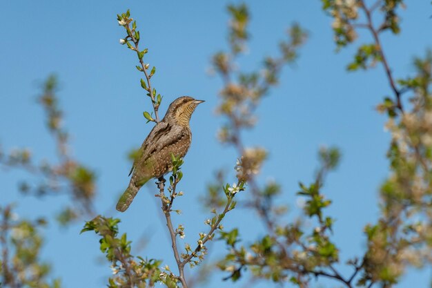 Eurasian Wryneck Jynx torquilla sitting on a flowering branch against the sky.