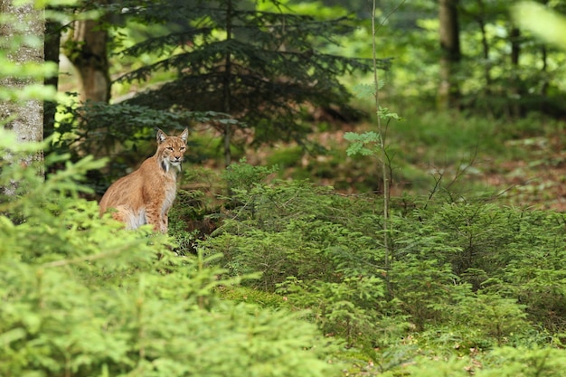 Euroasian lynx face to face in the bavarian national park in eastern germany