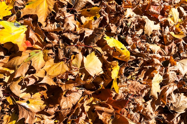 European autumn in a city Park with trees changing color, specific and special seasons