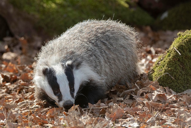 European badger Meles meles Cadiz Spain