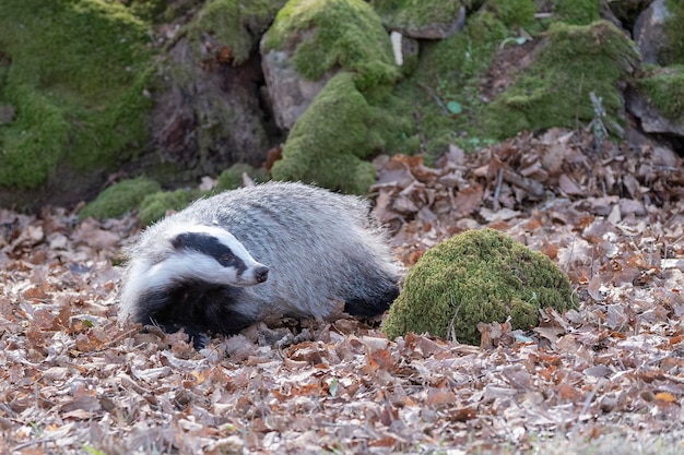 European badger (Meles meles) Cadiz, Spain