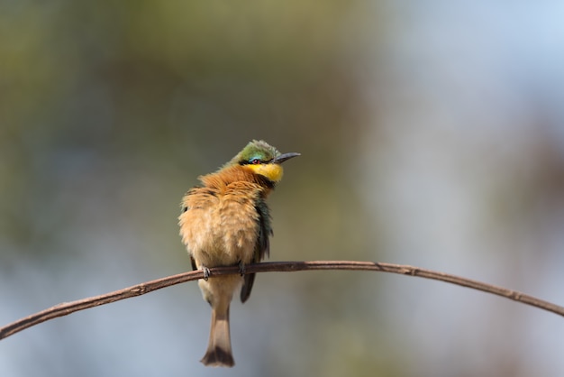 european bee eater bird