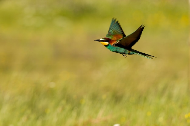 European Bee-eater flying with the first lights of the day