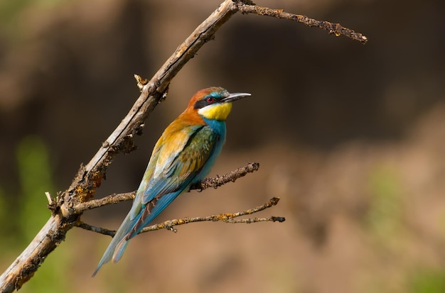 European bee-eater merops apiaster The bird sits on a beautiful branch