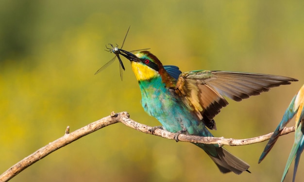 European bee-eater Merops apiaster The bird sits on a branch and holds a dragonfly in its beak