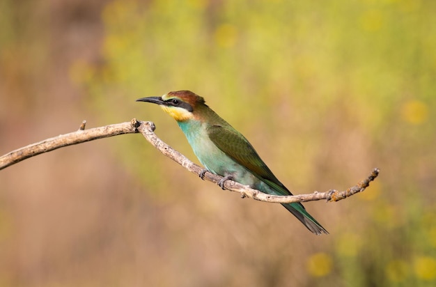 European bee-eater merops apiaster A young bird a chick sits on a thin dry branch near the nest