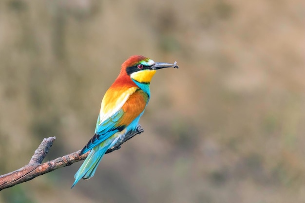 European Bee Eater (Merops Apiaster)