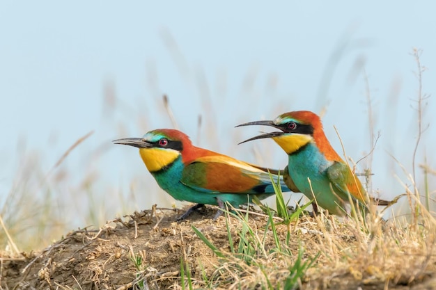 European Bee Eater (Merops Apiaster)