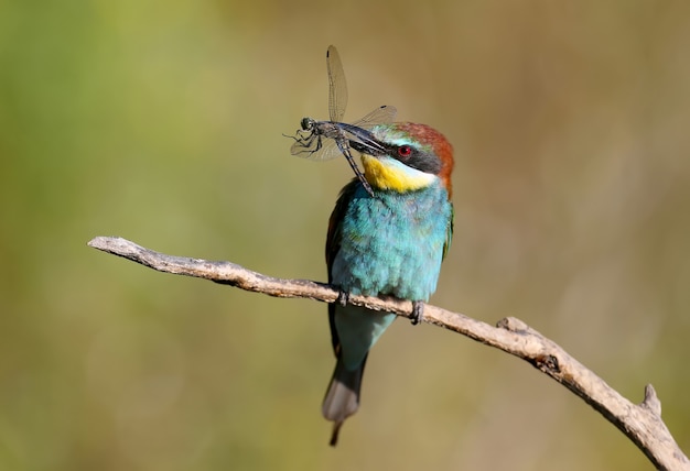 The European bee-eater sits on a branch and holds in his beak a large dragonfly