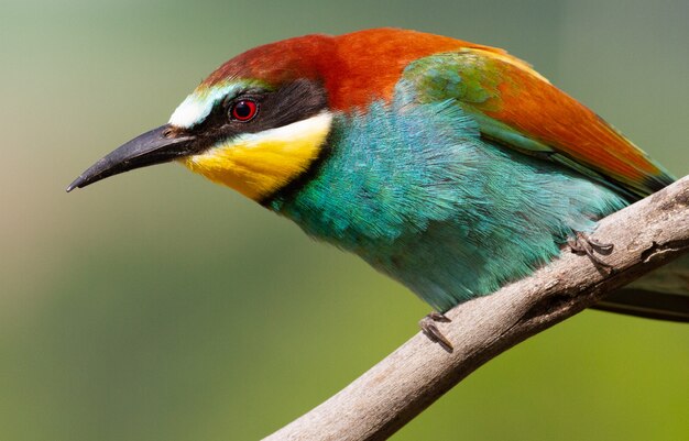 European bee-eater sitting on a branch