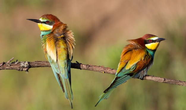 European bee eater sitting on a thin branch.