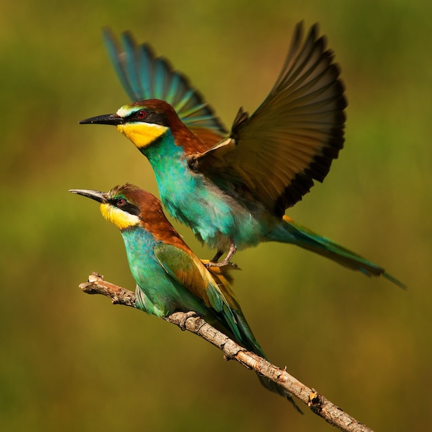 European bee eaters mating on a beautiful background