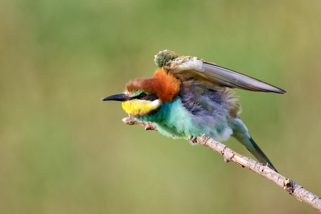 European bee eaters Merops apiaster sitting on a stick with open wings