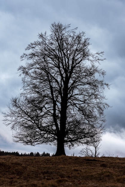 European beech or common beech (Fagus sylvatica) is a deciduous tree belonging to the beech family Fagaceae