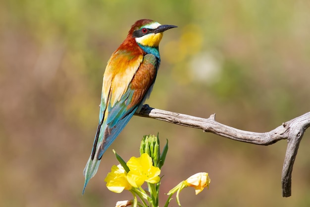 European beeeater merops apiaster Bird sits on a dry branch near a beautiful flower