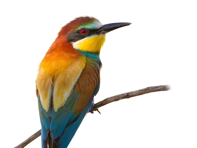 European Beeeater Merops apiaster Closeup portrait isolated