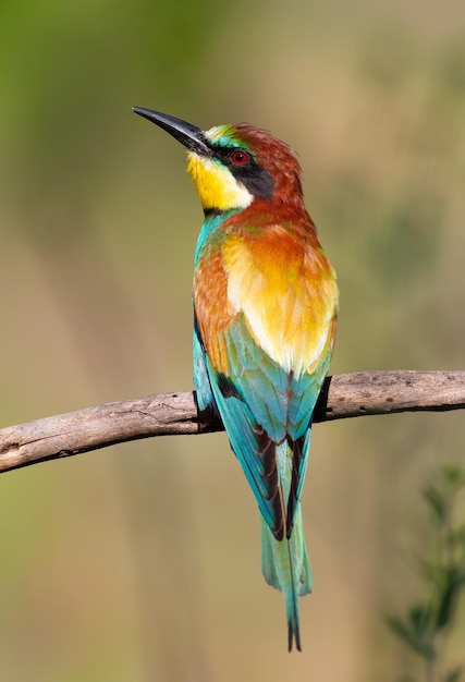 European beeeater Merops apiaster An early morning bird sits on a dry branch The bird is beautifully lit by the morning sun