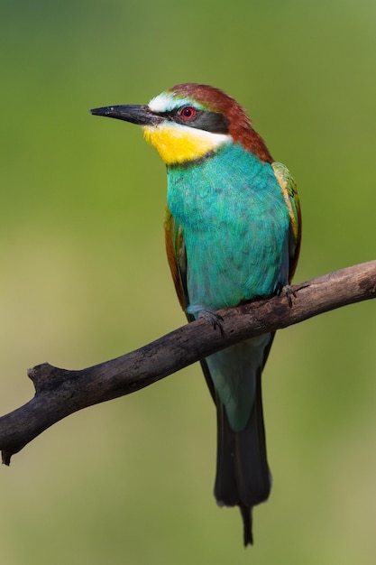 European Beeeater Merops apiaster Early morning a bird sits on an old dry branch closeup portrait