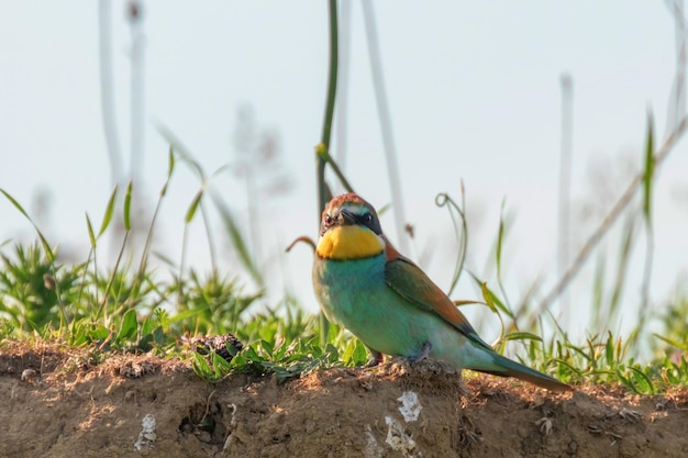 European BeeEater Merops Apiaster