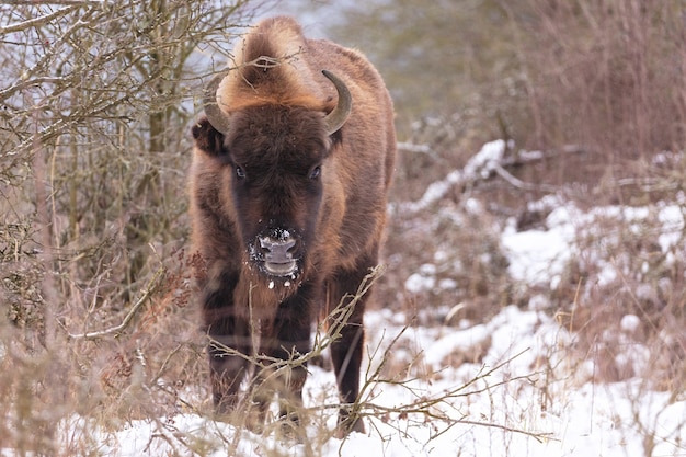 European bison in the beautiful white forest during winter time Bison bonasus