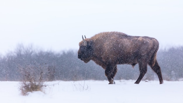 European bison in the beautiful white forest during winter time Bison bonasus