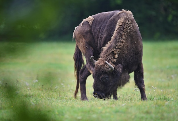 European bison in the beautiful white forest during winter time