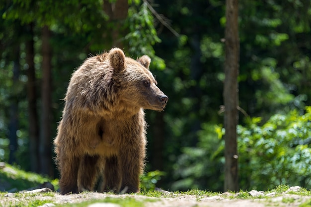 European brown bear in a forest. Wild animal in the nature habitat