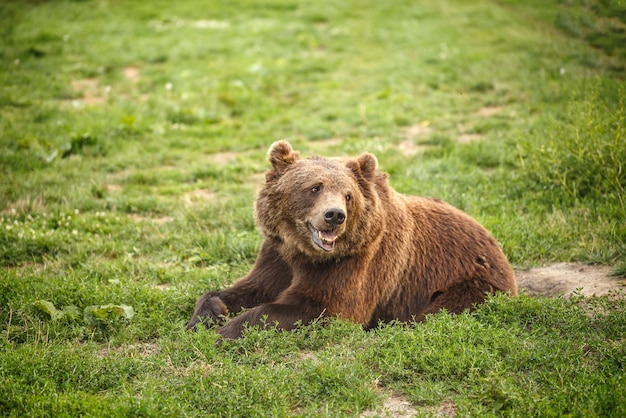 European brown bear