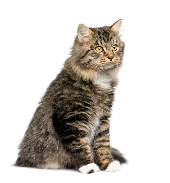 European cat portrait isolated