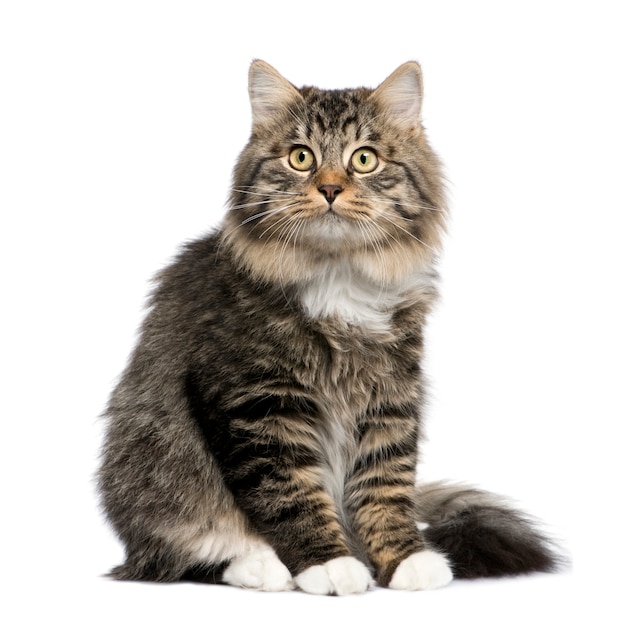 European cat portrait isolated