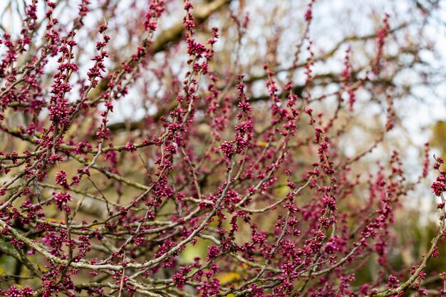 European Cercis or Judas tree or European crimson Closeup of Cercis siliquastrum rosebuds Spring April spring flower background selective focus