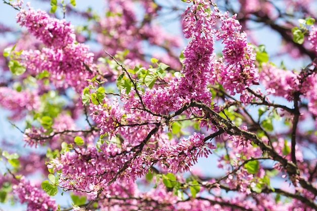 European Cercis or Judas tree or European scarlet Closeup of pink flowers of Cercis siliquastrum Cercis is a tree or shrub a species of the genus Cercis of the legume family