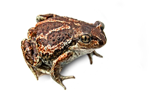 European common brown frog isolated on white background. Rana temporaria close-up image.