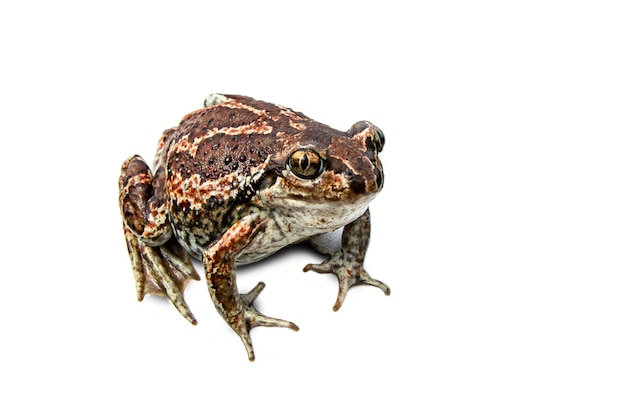 European common brown frog isolated on white background. Rana temporaria close-up image.