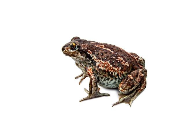 European common brown frog isolated on white background. Rana temporaria close-up image.