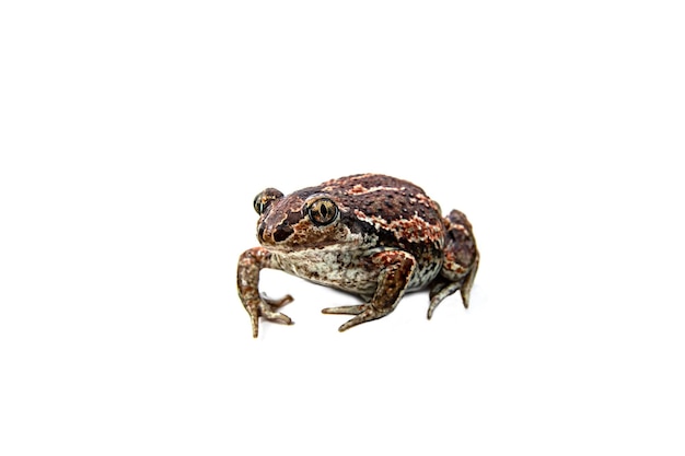 European common brown frog isolated on white background. Rana temporaria close-up image.