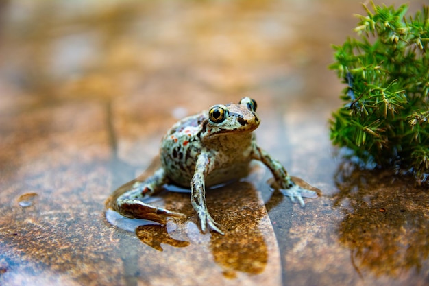 European common brown frog sits in water. Rana temporaria in the pond with stone bottom. Close up image