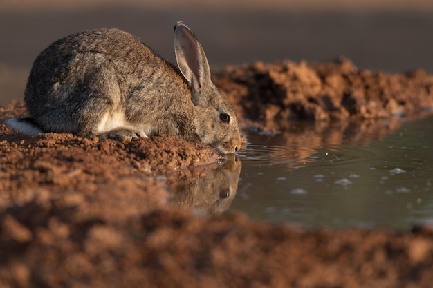 European or common rabbit Oryctolagus cuniculus drinking water at sunrise