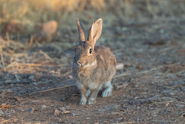 European or common rabbit Oryctolagus cuniculus searching for food during sunrise