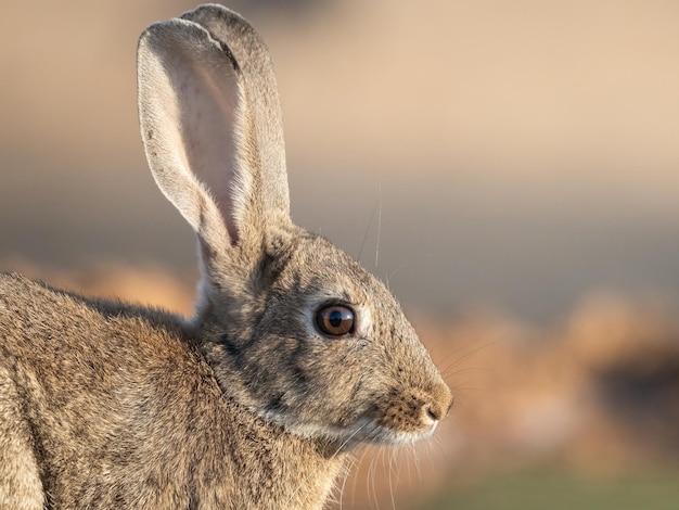 European or common rabbit Oryctolagus cuniculus in the spanish countryside