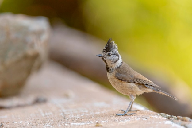 European crested tit or crested tit (Lophophanes cristatus) Avila, Spain