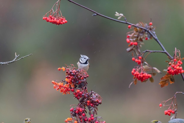 European crested tit or crested tit (Lophophanes cristatus) Avila, Spain