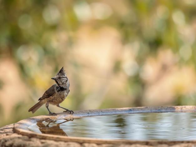 European crested tit. (Lophophanes cristatus).