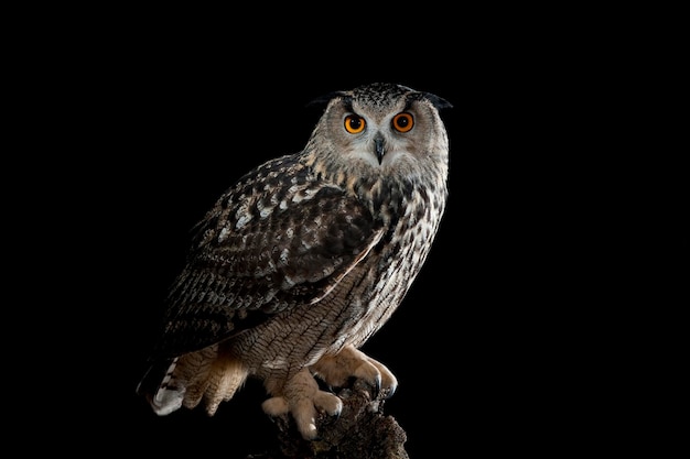 European Eagle Owl (Bubo bubo) perched on a tree,Spain